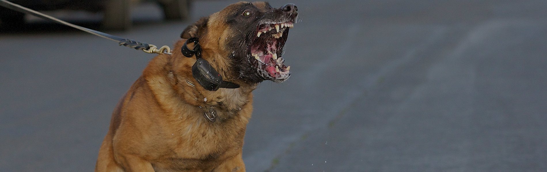 57 Postal Workers Attacked By Dogs In San Diego Last Year