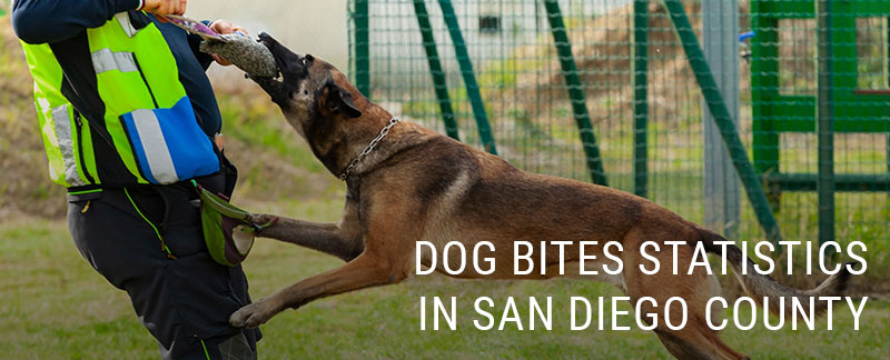 Surprising Statistics About Dog Bites in San Diego County